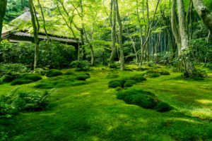 Moss garden in Kyoto, Japan