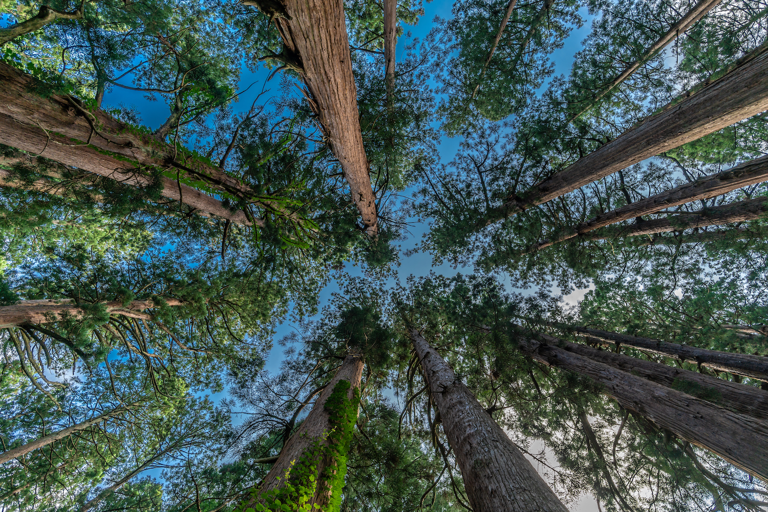 Sugi trees (Cryptomeria japonica) or Japanese Cedar forest at Mount Haguro, One of the three sacred mountains of Dewa Province (Dewa Sanzan). Located in Yamagata Prefecture, Japan's National Treasure