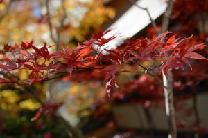 Kanda Yabusoba, red maple leaves