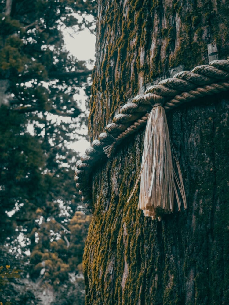 A tree with shimenawa